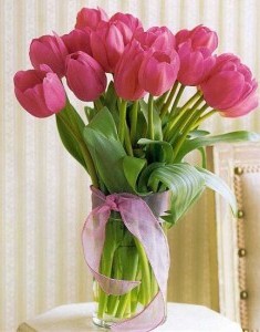 Hoa Tulip Hà Lan