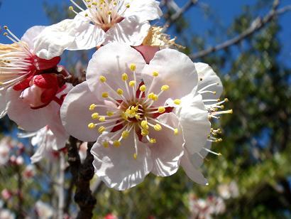 Hoa mai trắng: Thưởng Tết xong có thể dùng chữa bệnh