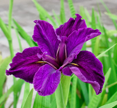 Hoa Iris