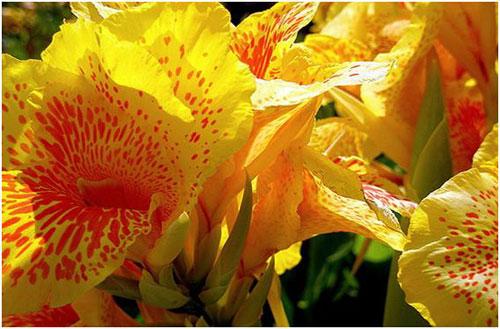 Ngắm 10 loài hoa được mệnh danh đẹp nhất thế giới