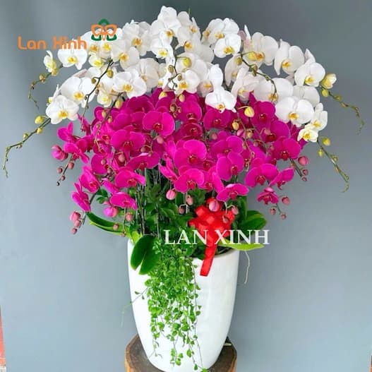 điện hoa Khánh Hòa