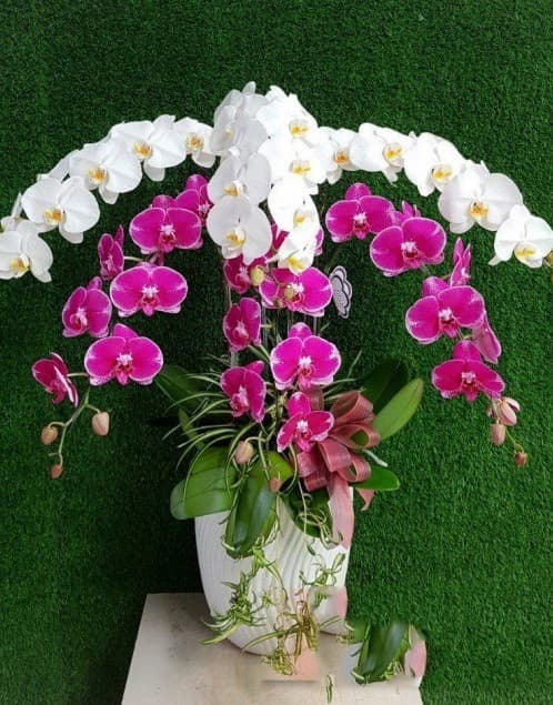  lan hồ điệp lai châu