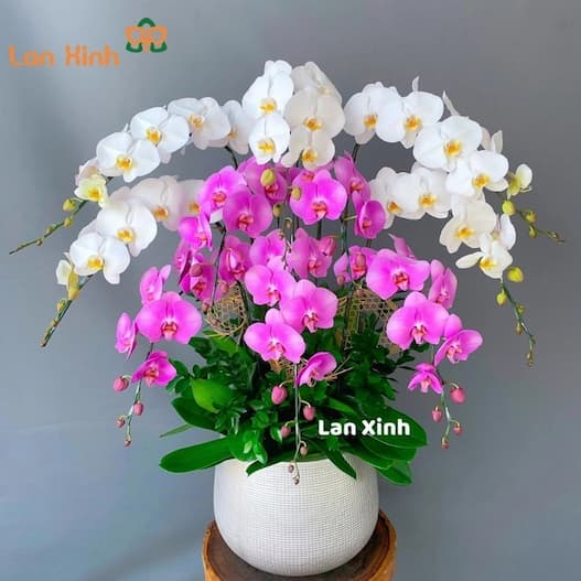lan hồ điệp thái bình