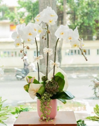 Lan Hồ Điệp Tân Niên