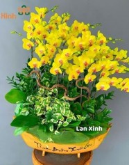 Lan Hồ Điệp Vàng – Tài Lộc