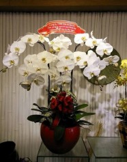 Hoa Lan Hồ Điệp Trắng