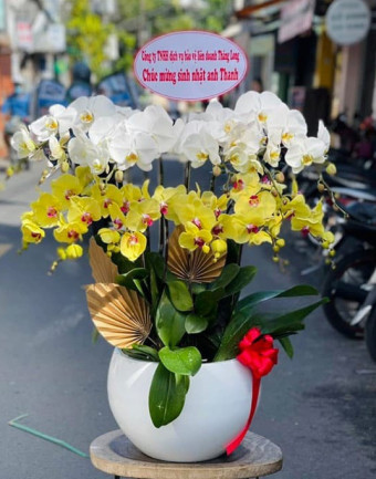 Chậu Lan Hồ Điệp Trắng Vàng - Lộc Tài Sung Túc