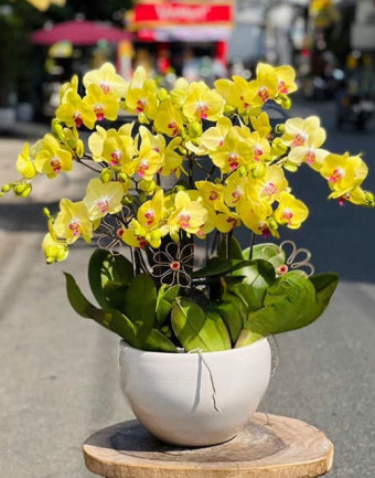 Chậu lan hồ điệp vàng - Phú quý lộc tài