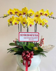 Chậu Lan Hồ Điệp Vàng - Phúc Trường Thọ