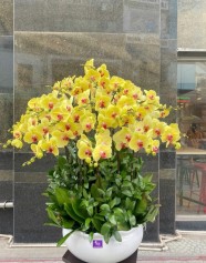 Chậu Lan Hồ Điệp Sức Khỏe