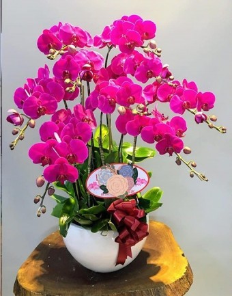 Hoa Hồ Điệp  - Orchid 