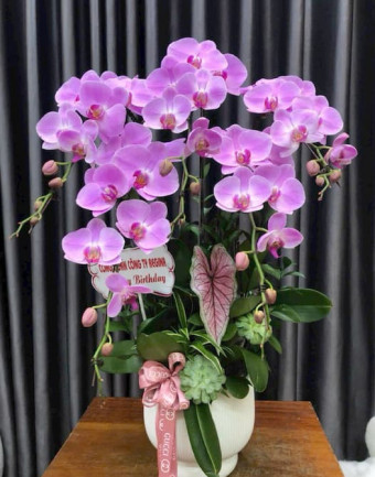 Chậu Lan Hồ Điệp Phú Quý