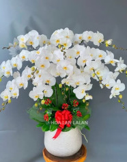 Chậu Lan Hồ Điệp Trắng Cát Tường