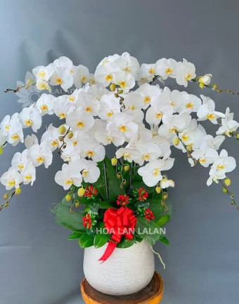 Chậu Lan Hồ Điệp Trắng Cát Tường