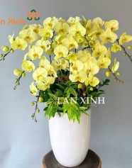 Lan Hồ Điệp Dâng Phật