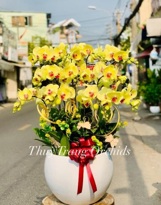 shop lan hồ điệp sóc trăng