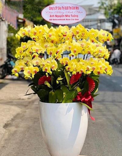 shop hoa lan hồ điệp chợ gạo tiền giang