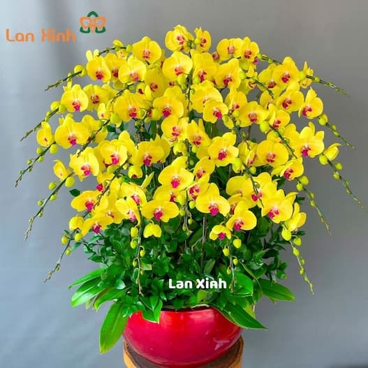 shop lan hồ điệp kim thành hải dương
