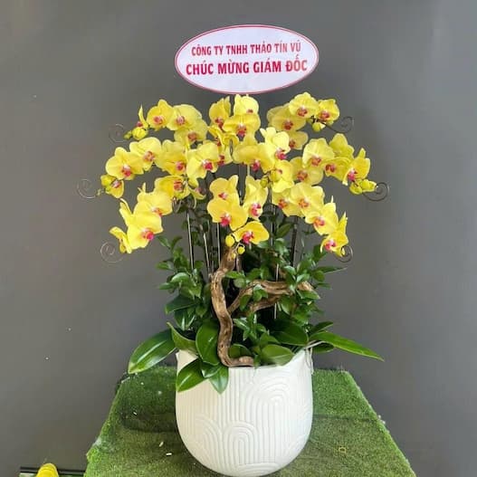 Shop Hoa Lan Hồ Điệp Lục Nam Bắc Giang