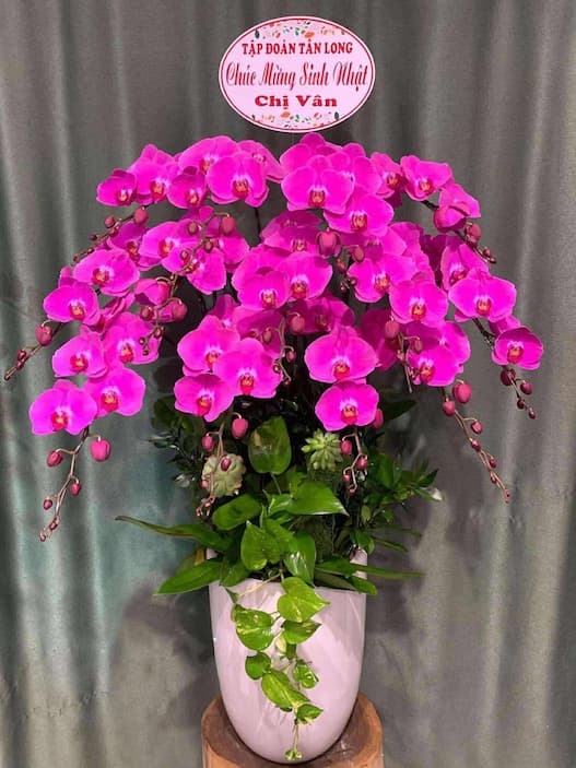 shop hoa lan hồ điệp quận 5