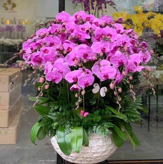 shop hoa lan hồ điệp quận 8